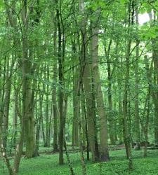 De wortel van je gedachten