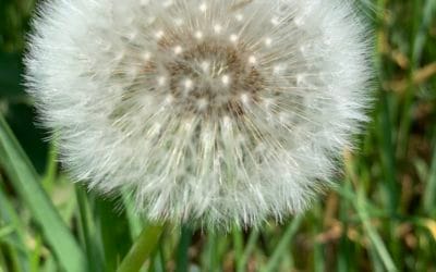 Pain travels through families until someone is ready to feel it