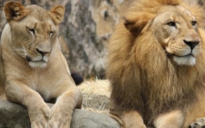 Je hoeft het niet alleen te doen