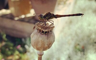 Inzoomen en uitzoomen